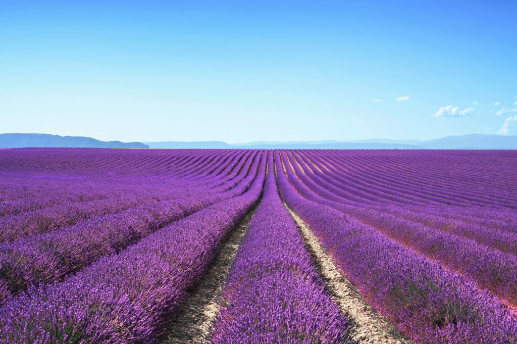 Campo de lavanda.