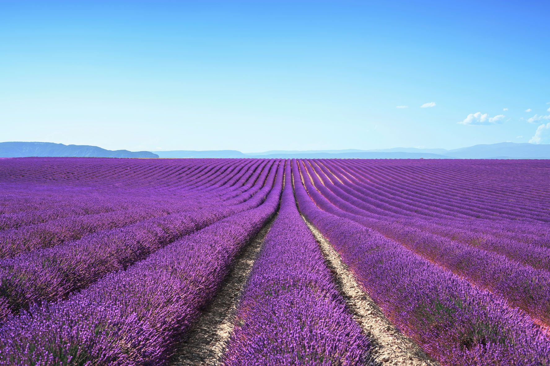 Campo de lavanda.