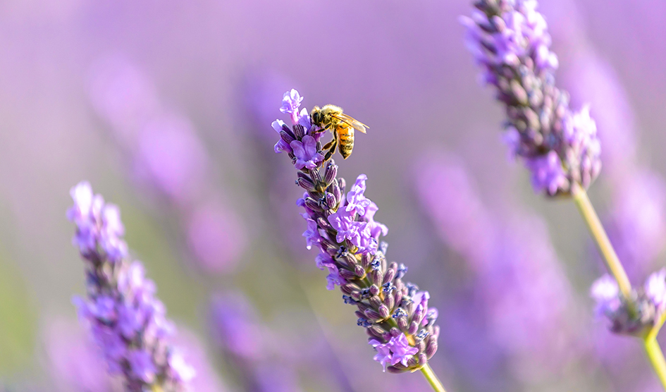 Día de las abejas, lavanda