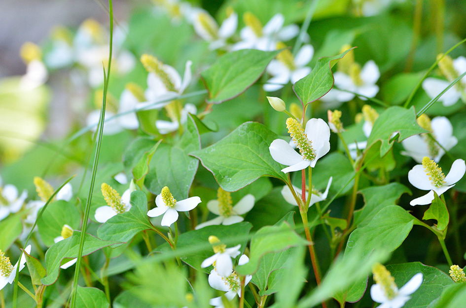 hoja de Houttuynia para el artículo: Innovación: Shiseido profundiza en el conocimiento de la piel y de nuevos ingredientes vegetales para impulsar la innovación de sus tratamientos cosmético